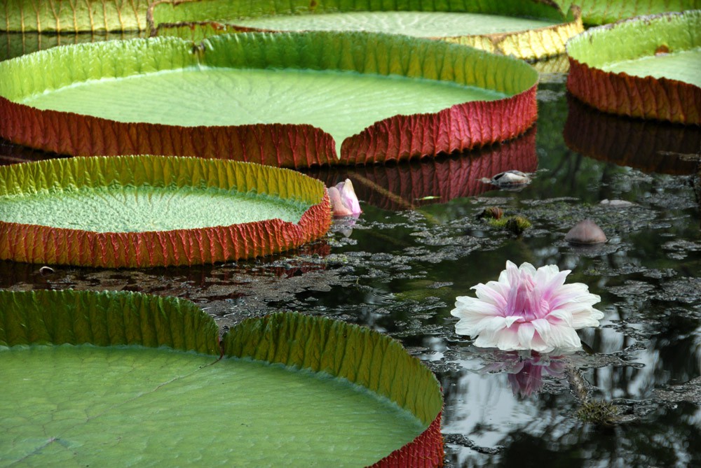 王莲-植物园 (9).jpg