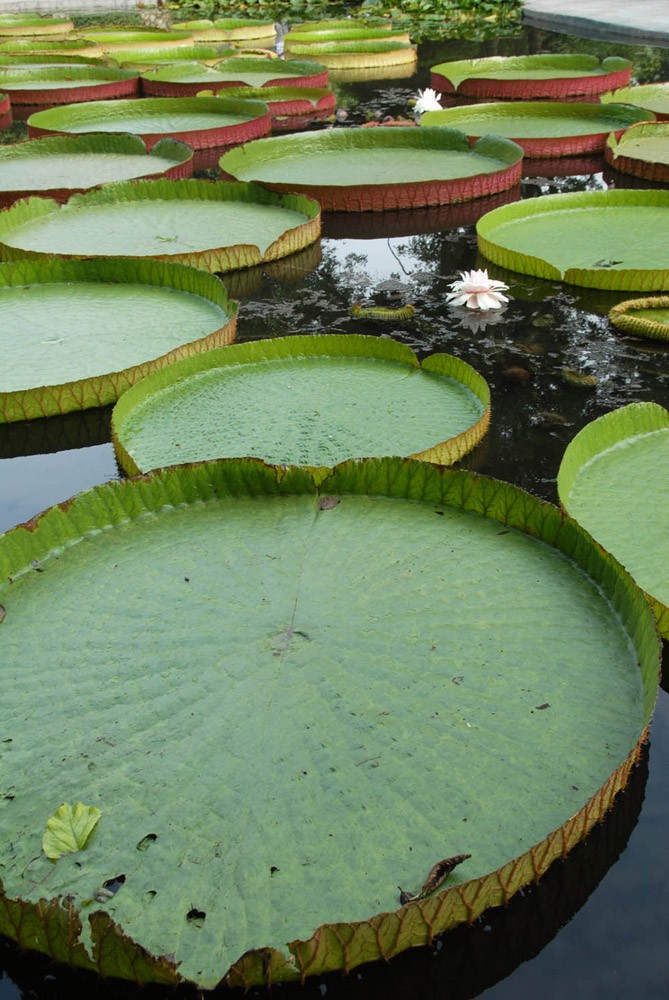 王莲-植物园 (12).jpg