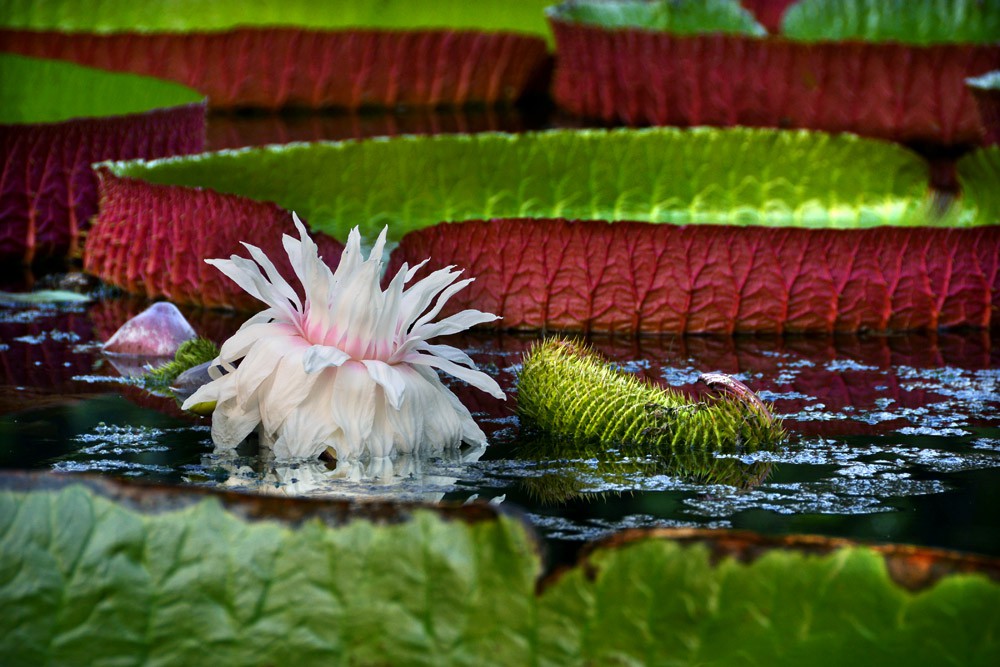 王莲-植物园 (15).jpg