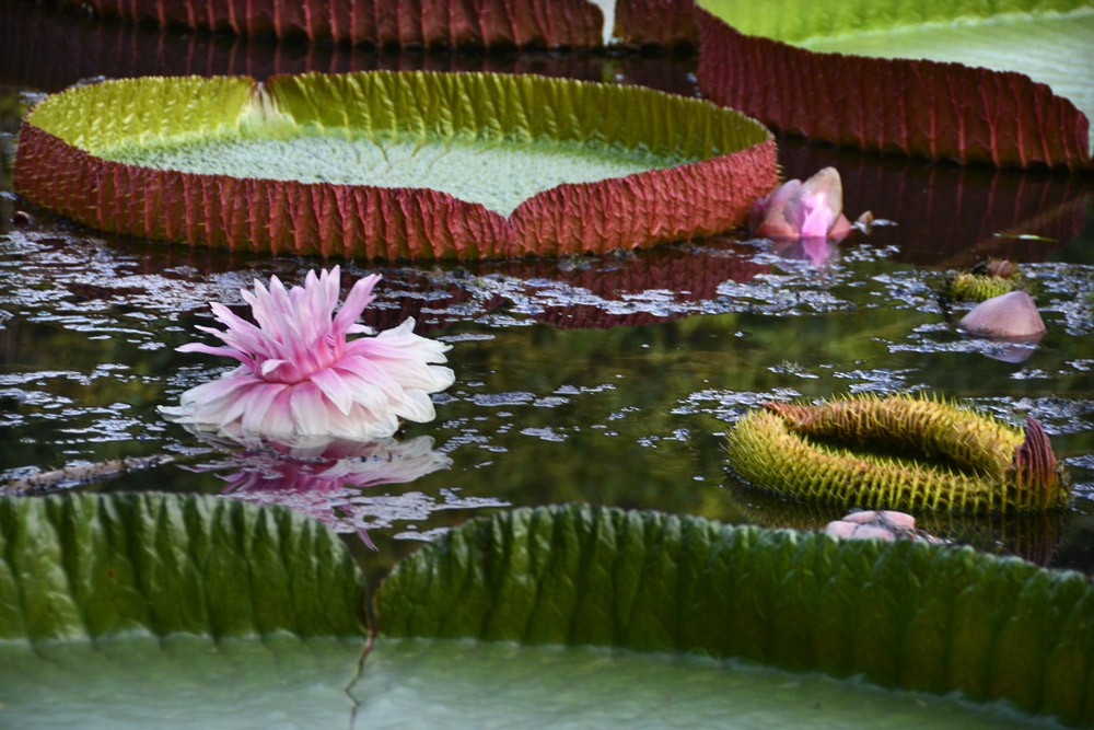 王莲-植物园 (27).jpg