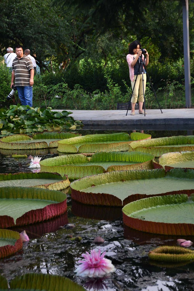 王莲-植物园 (26).jpg