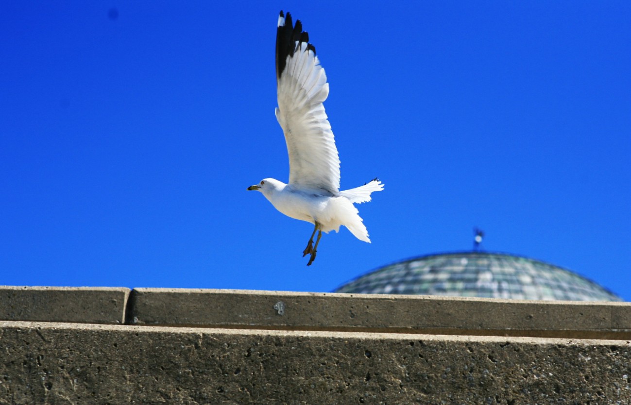 IMG_6489.jpg
