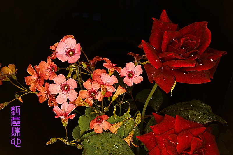 IMG_5530_副本.jpg