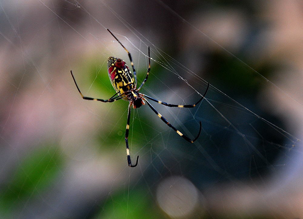 蜘 蛛.jpg