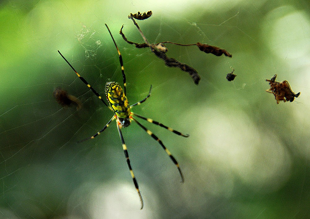 蜘 蛛 (2).jpg