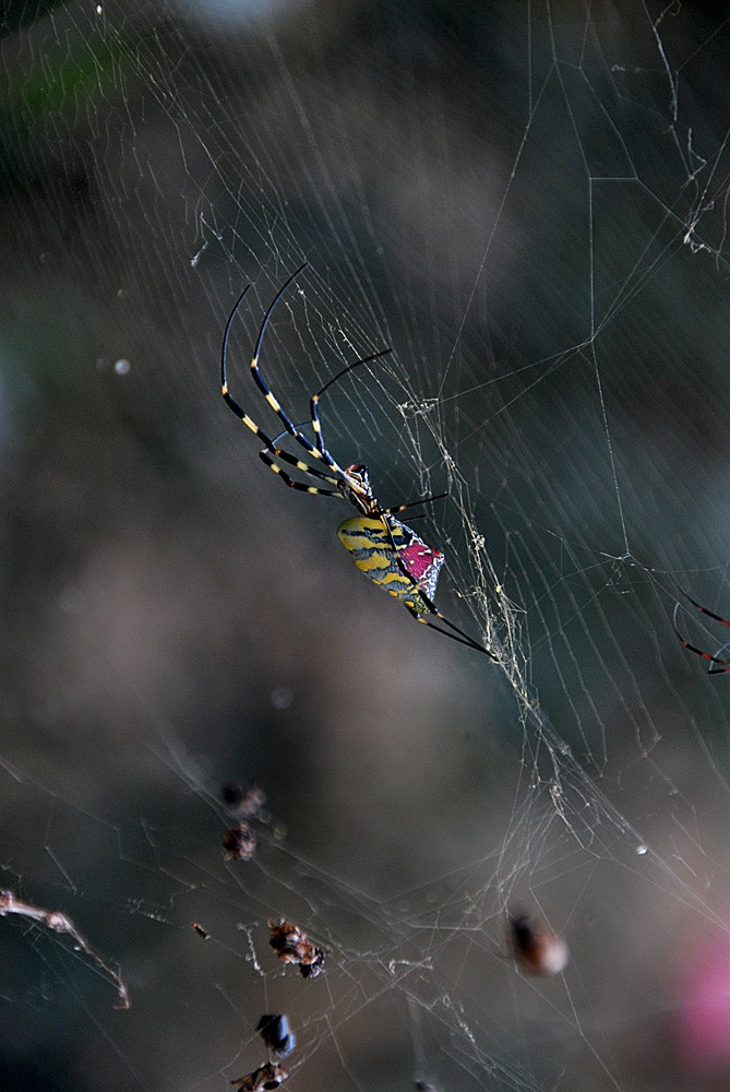 蜘 蛛 (3).jpg