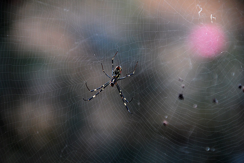 蜘 蛛 (6).jpg