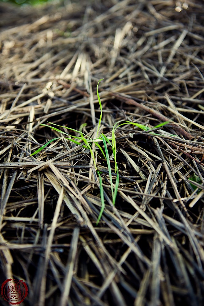 DSC_0348副本.jpg