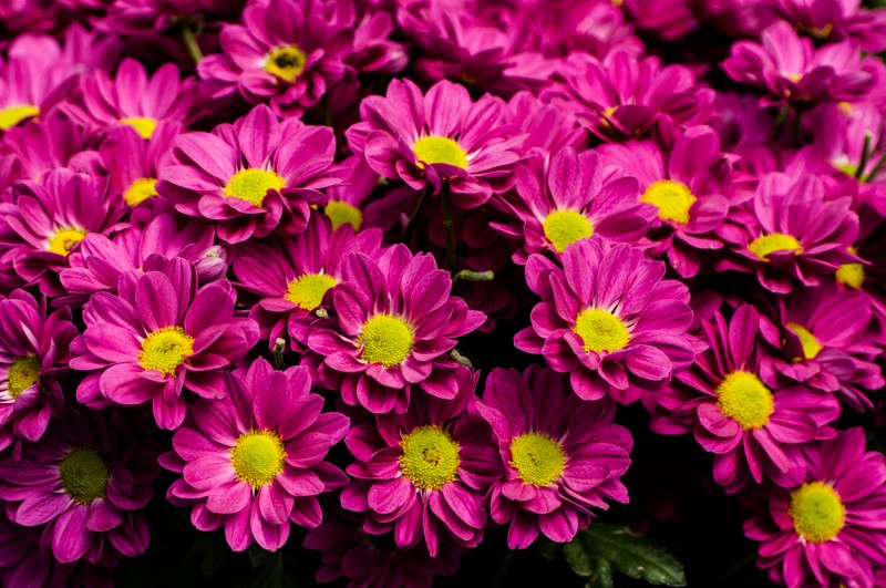 DSC_2677.JPG