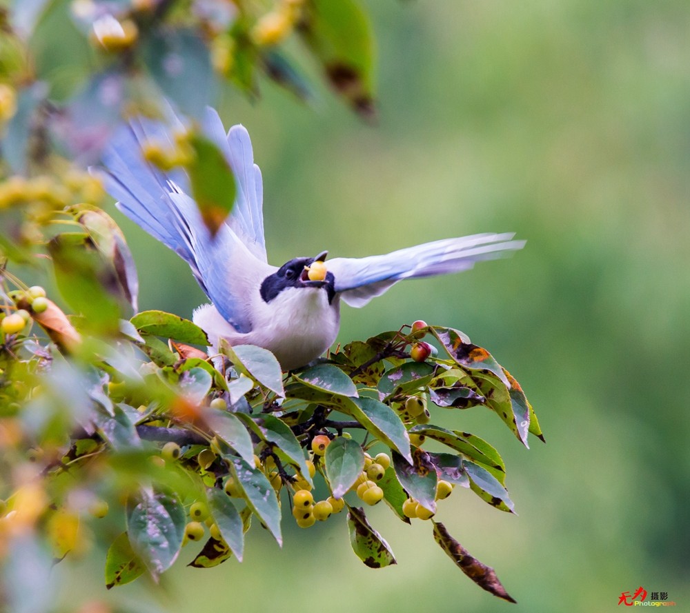 灰喜鹊觅食 (2).jpg