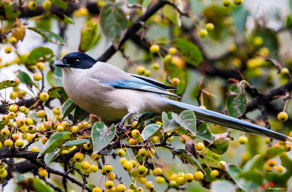 灰喜鹊觅食 (1).jpg