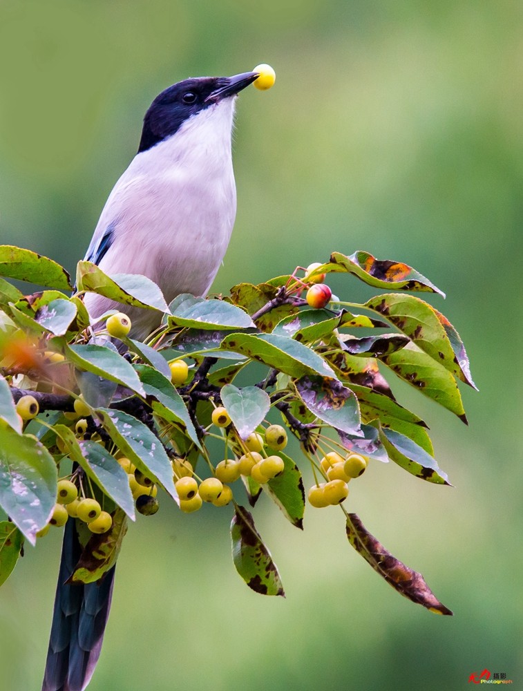 灰喜鹊觅食 (3).jpg