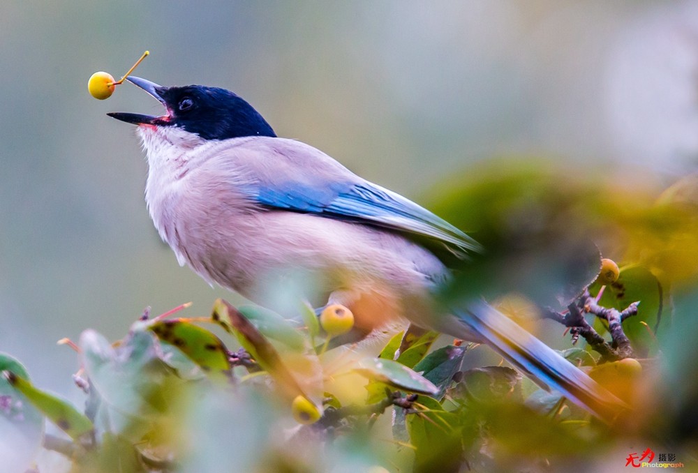 灰喜鹊觅食 (6).jpg