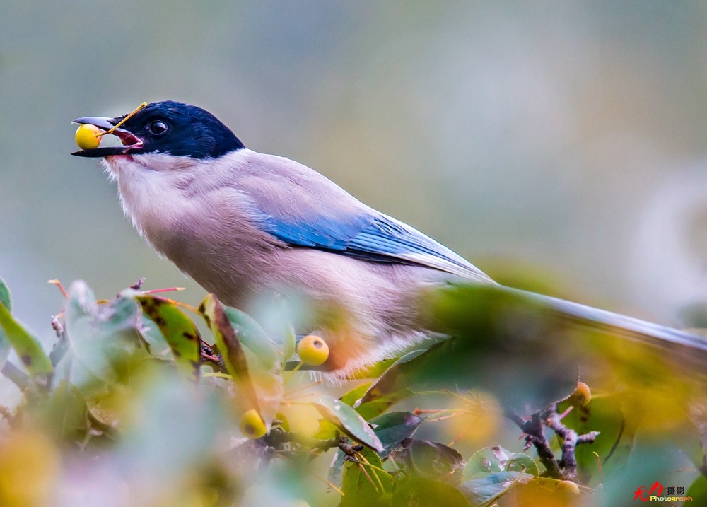 灰喜鹊觅食 (7).jpg