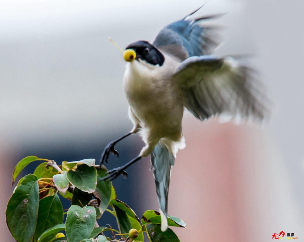 灰喜鹊觅食 (5).jpg