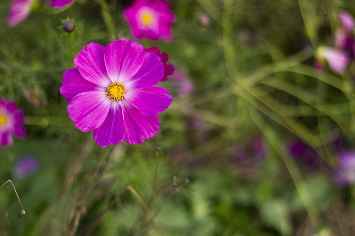 _MG_5960.jpg