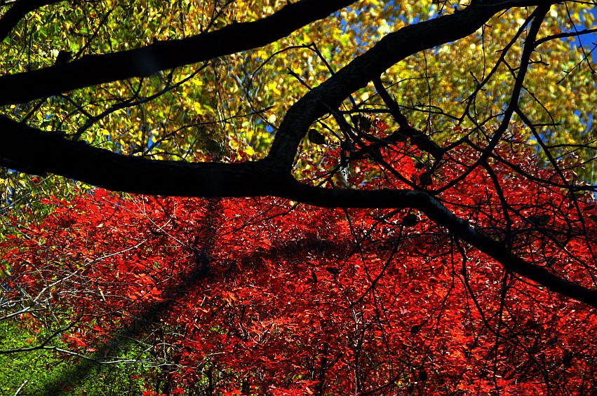 DSC_0061_conew1.jpg