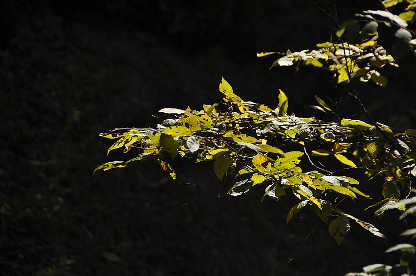 DSC_0091_conew1.jpg
