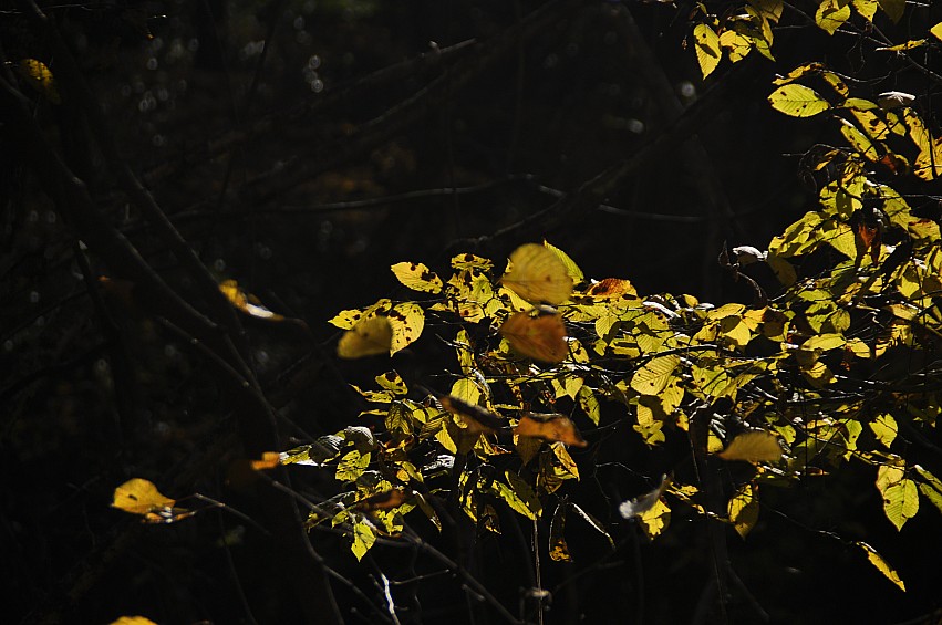 DSC_0090_conew1.jpg