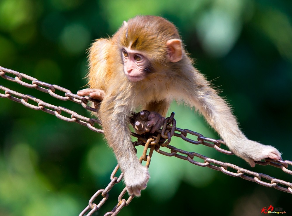 猕猴 (1).jpg