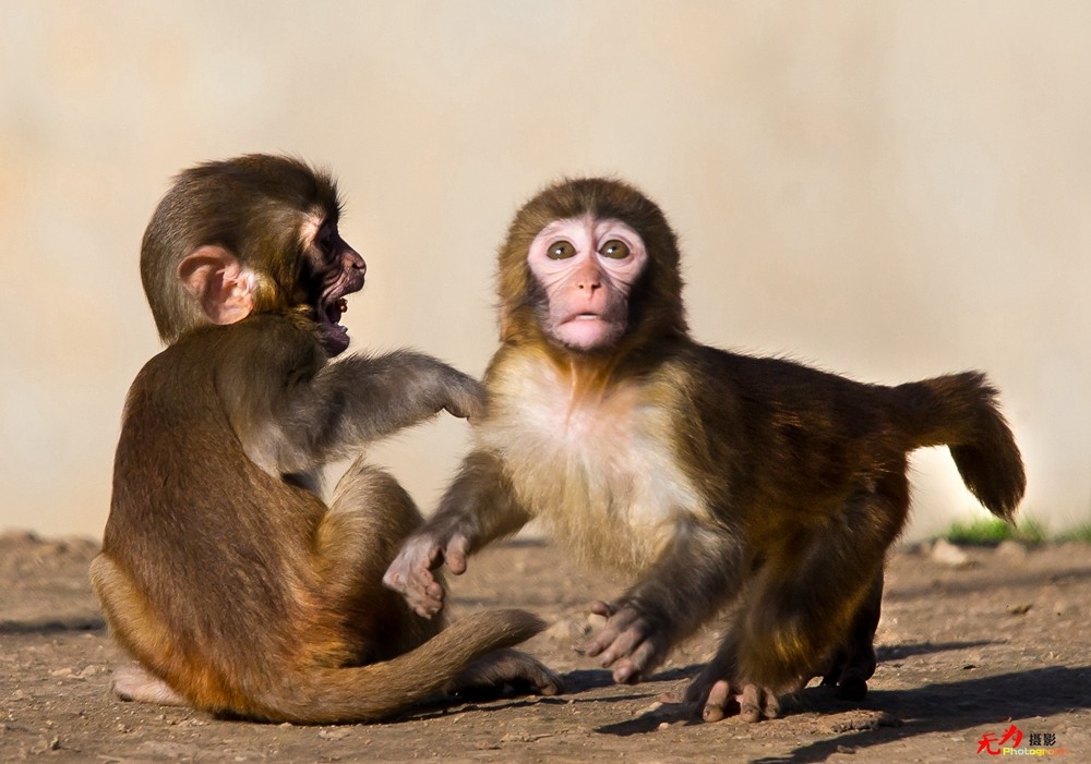猕猴 (6).jpg