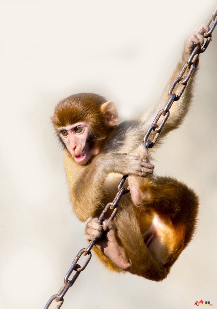 猕猴 (14).jpg