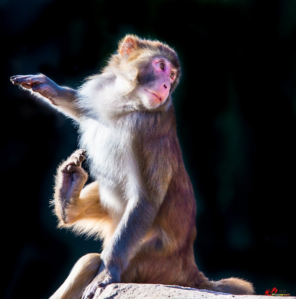 猕猴 (22).jpg