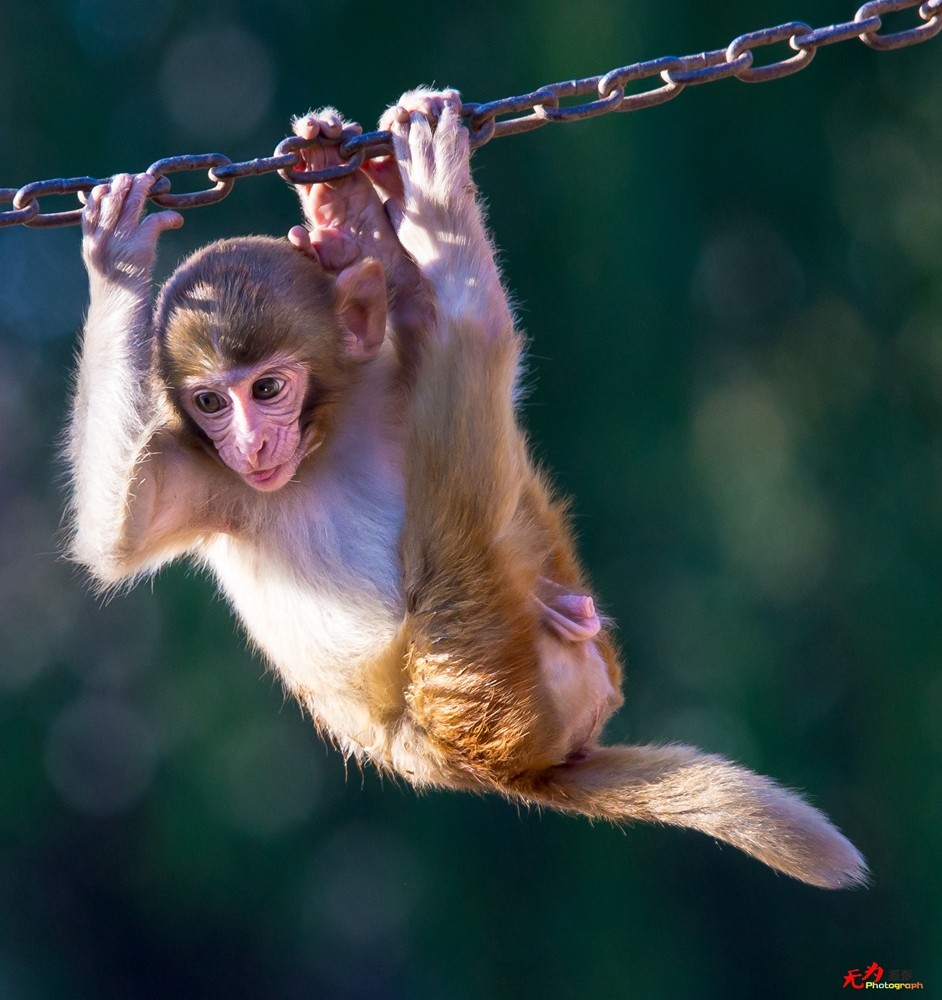 猕猴 (29).jpg