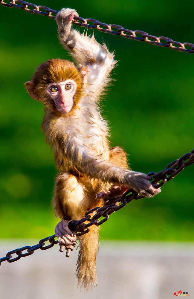 猕猴 (30).jpg