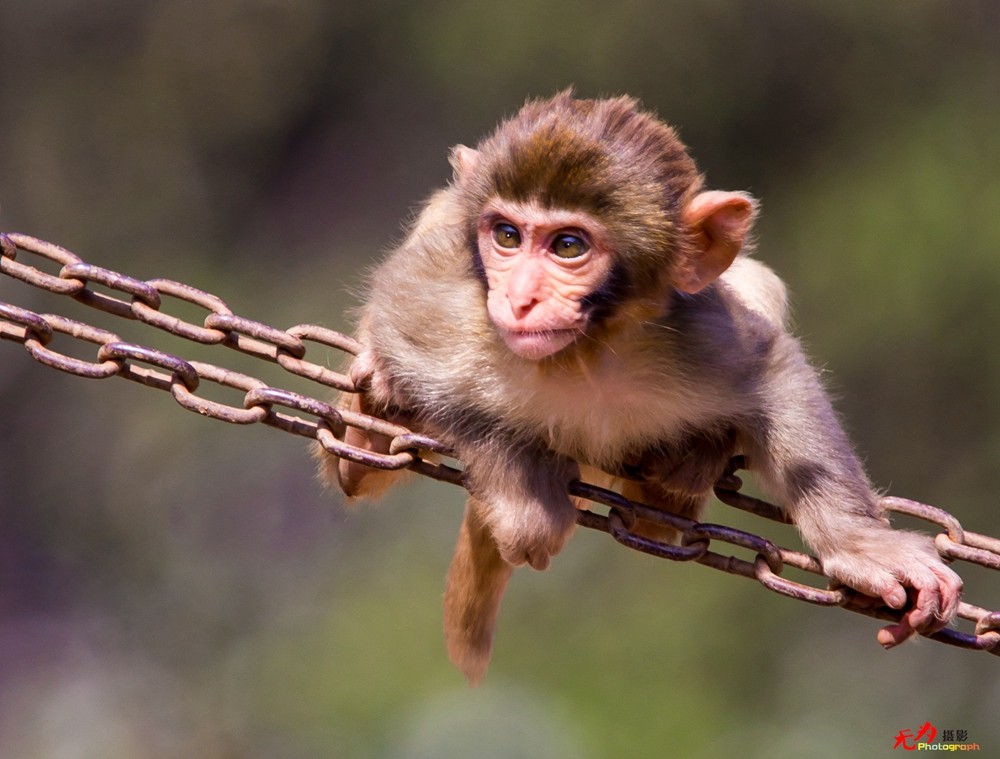 猕猴 (39).jpg