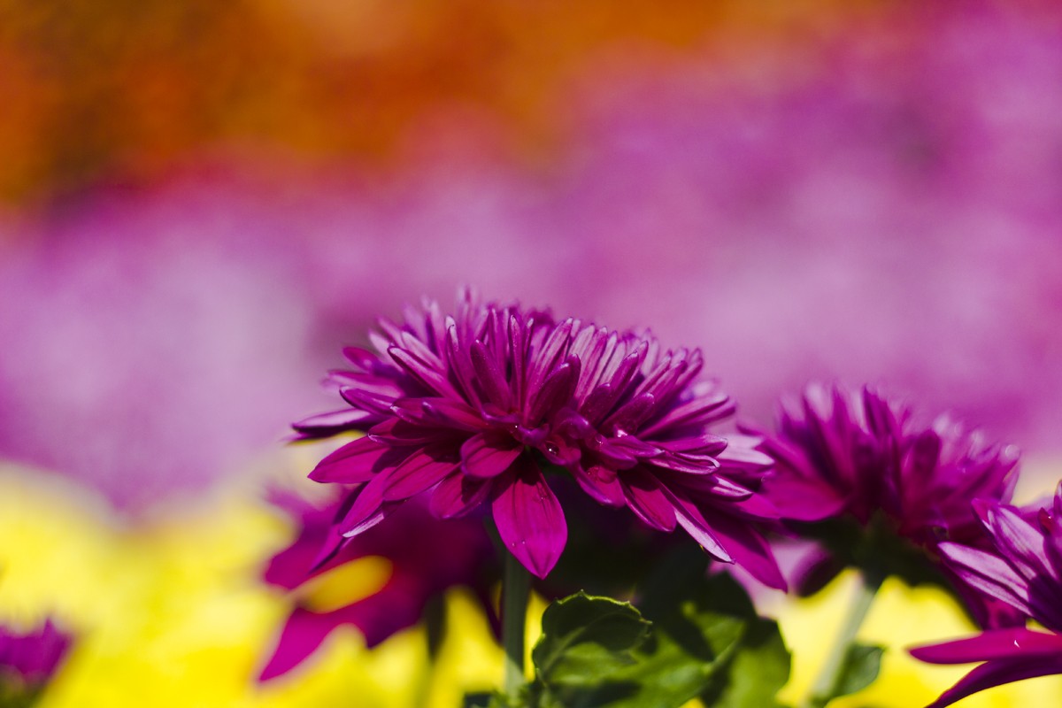 _MG_5995.jpg
