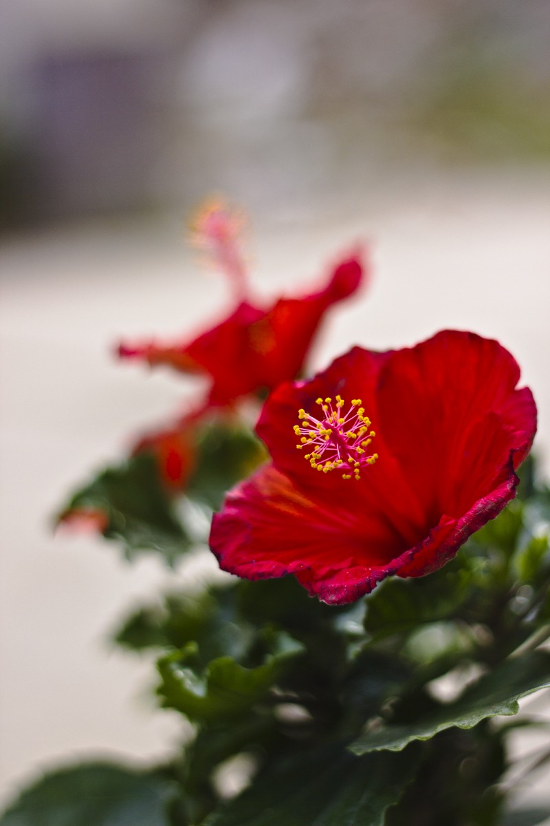 _MG_6222.jpg