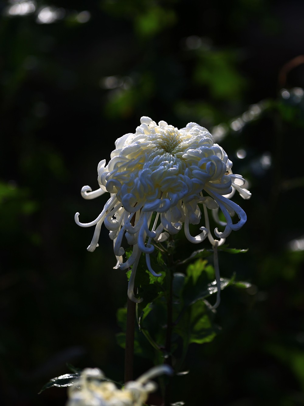 5D3_0443.JPG