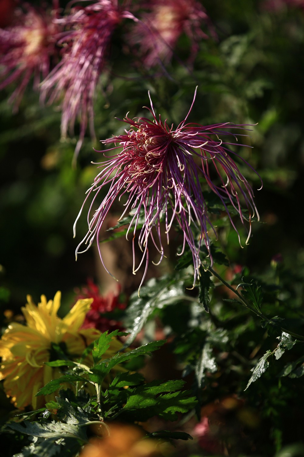 5D3_0488.JPG