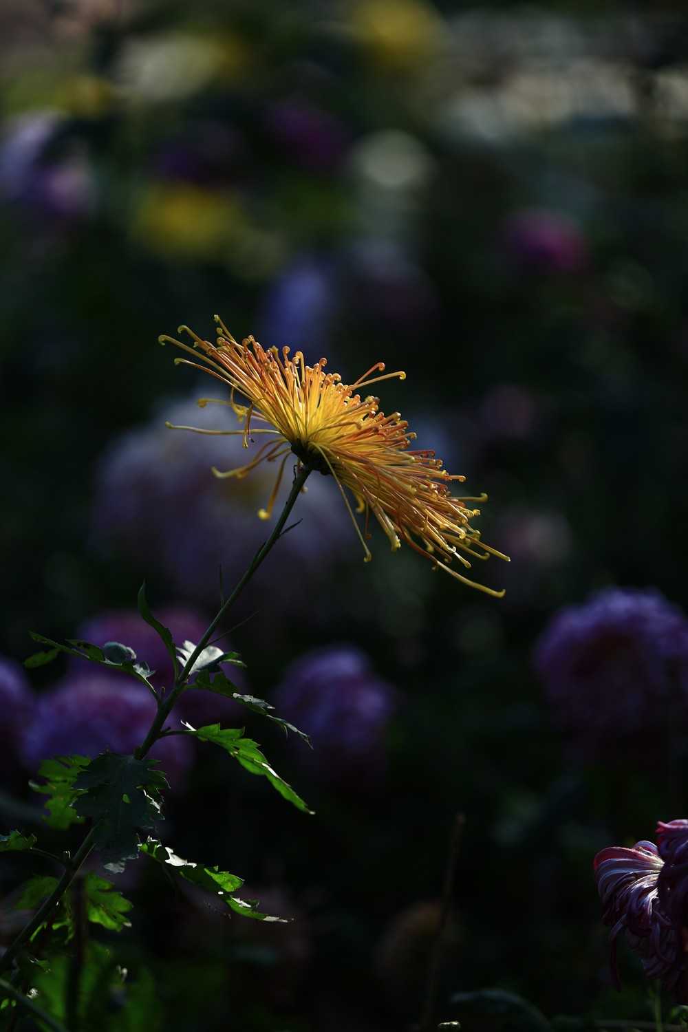 5D3_0506.JPG