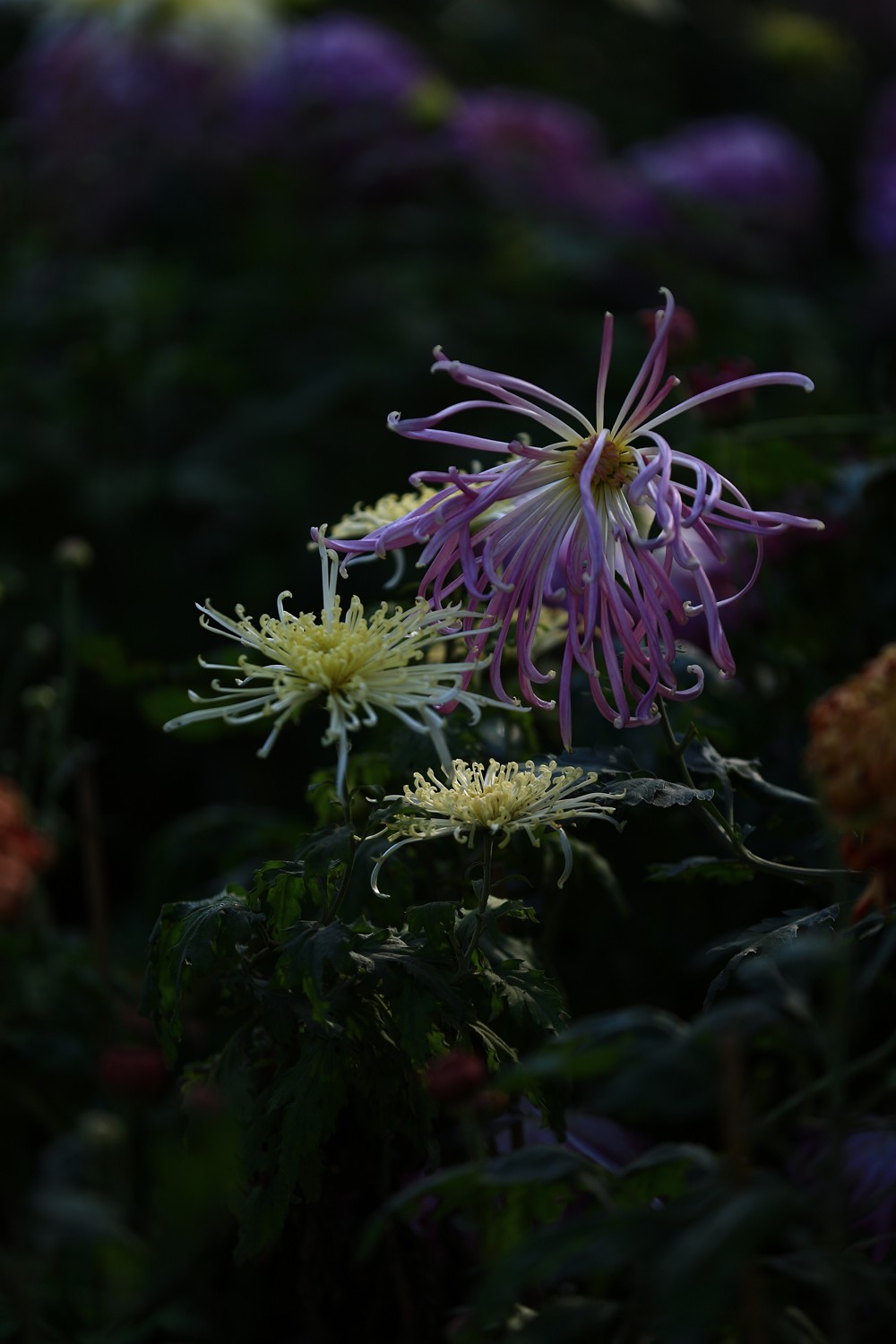 5D3_0507.JPG