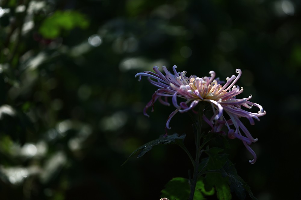 5D3_0511.JPG