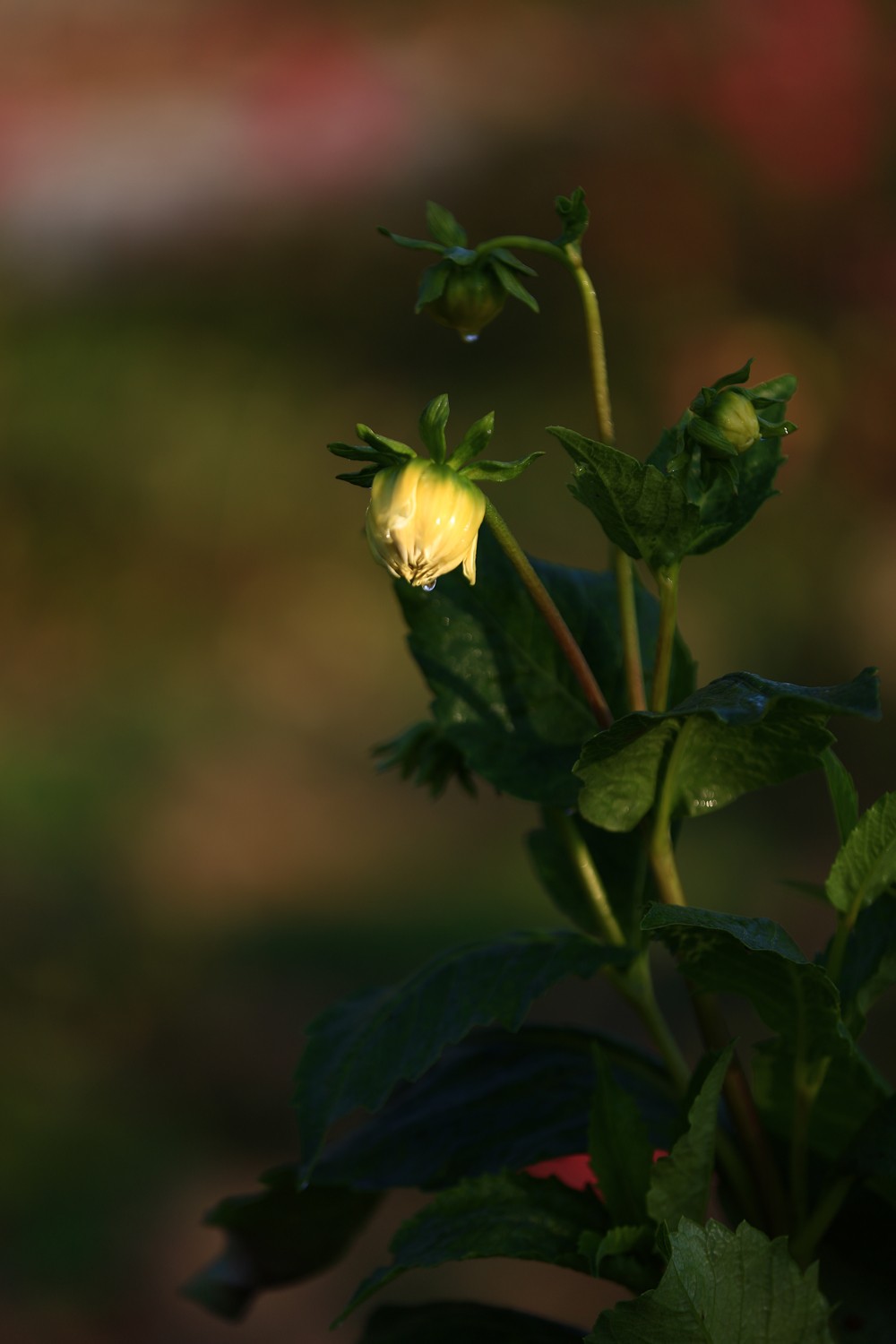 5D3_0549.JPG