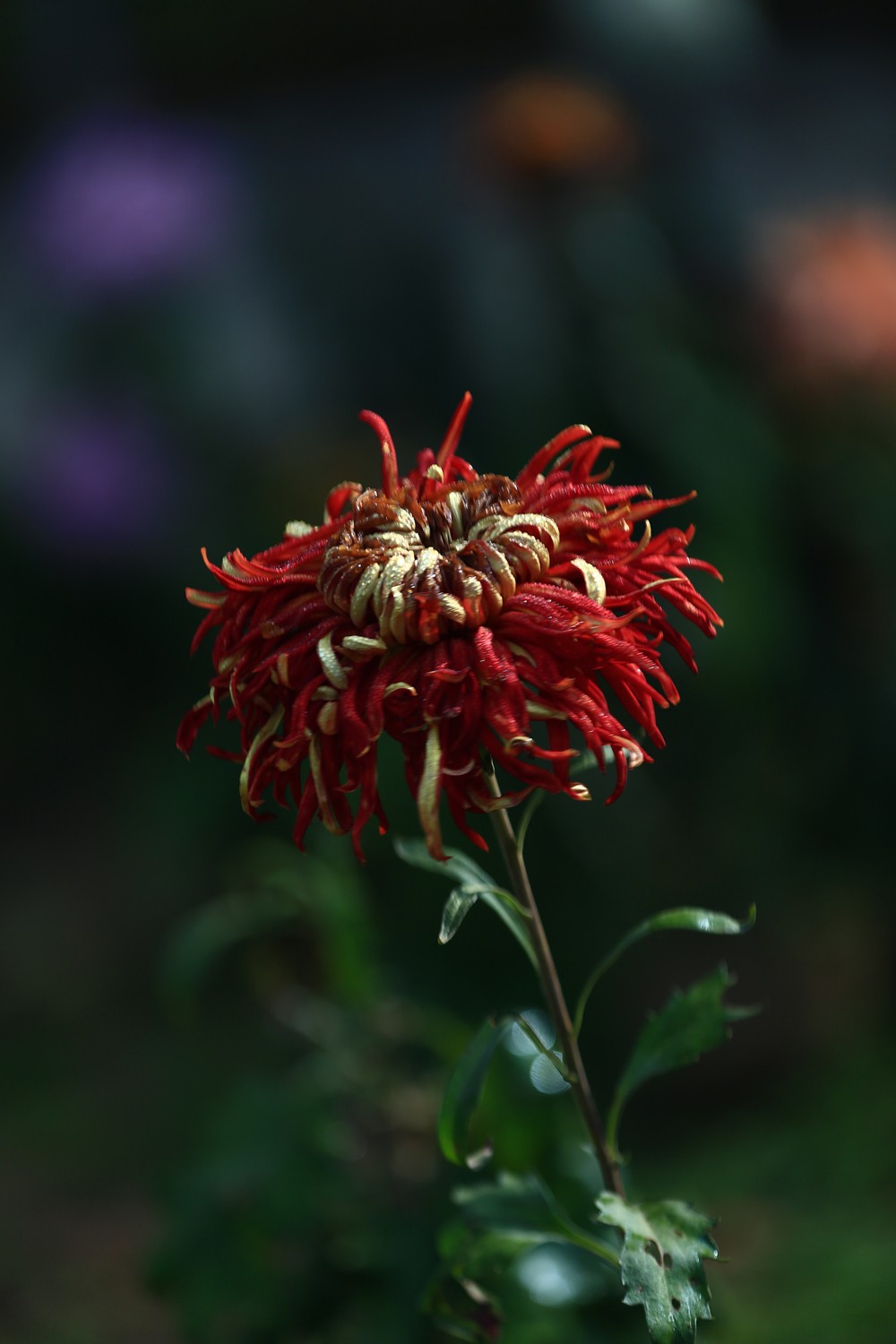 5D3_0611.JPG