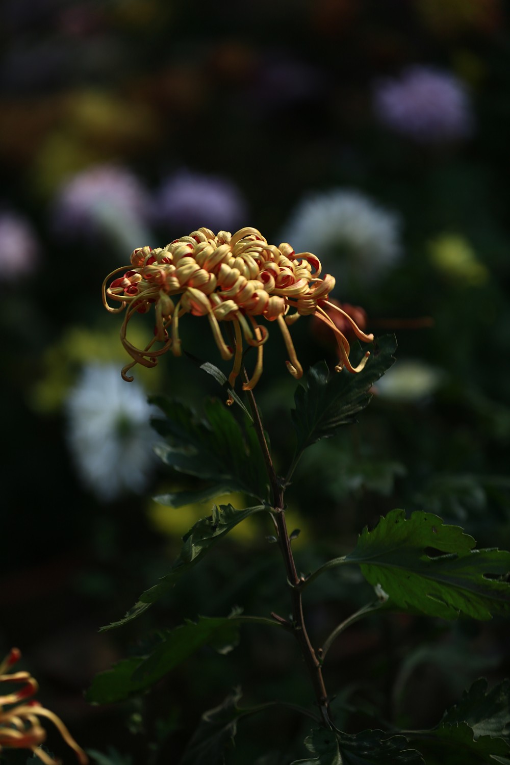 5D3_0622.JPG