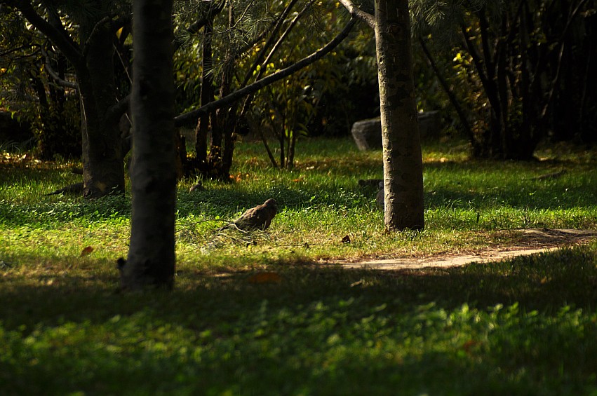 DSC_0038_conew1.jpg