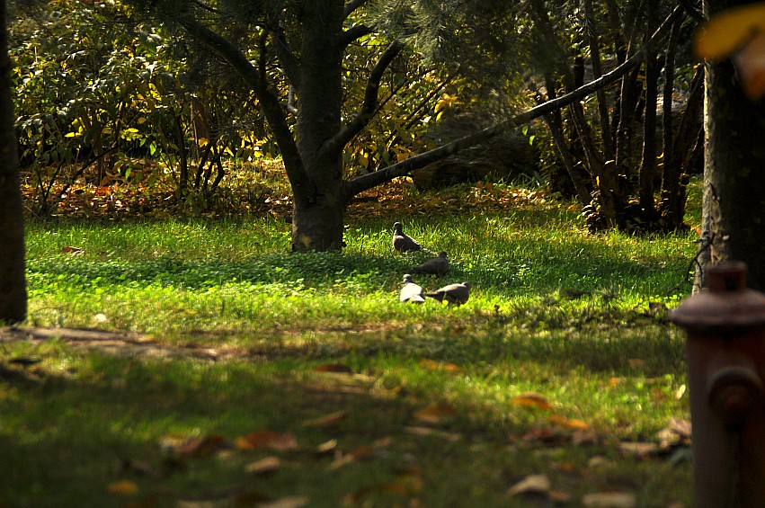 DSC_0036_conew1.jpg