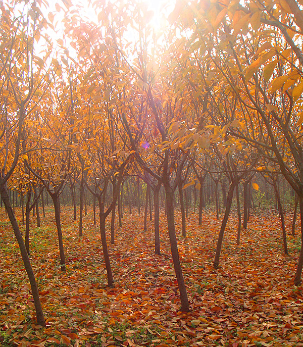 DSC06203_副本.jpg