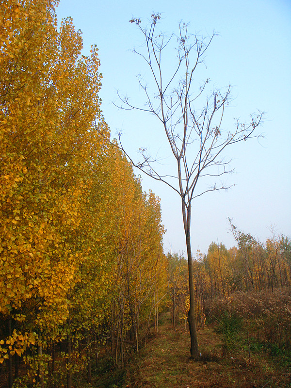DSC06210_副本.jpg