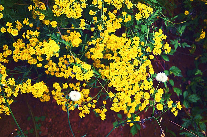秋的花朵