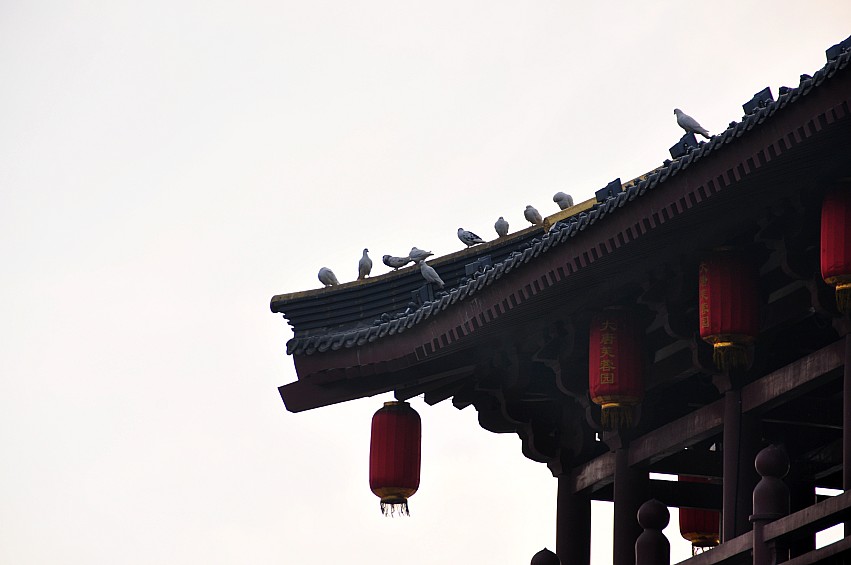 DSC_0113_conew1.jpg