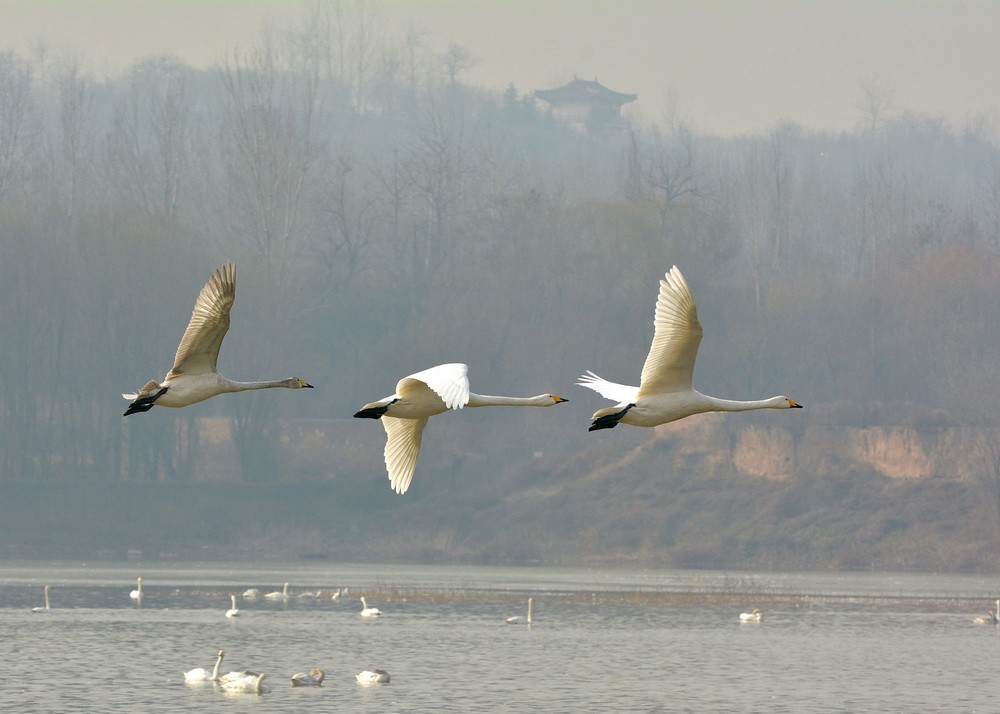 DSC_8268 - 副本.JPG