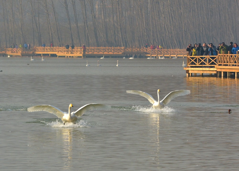 DSC_8114 - 副本.JPG