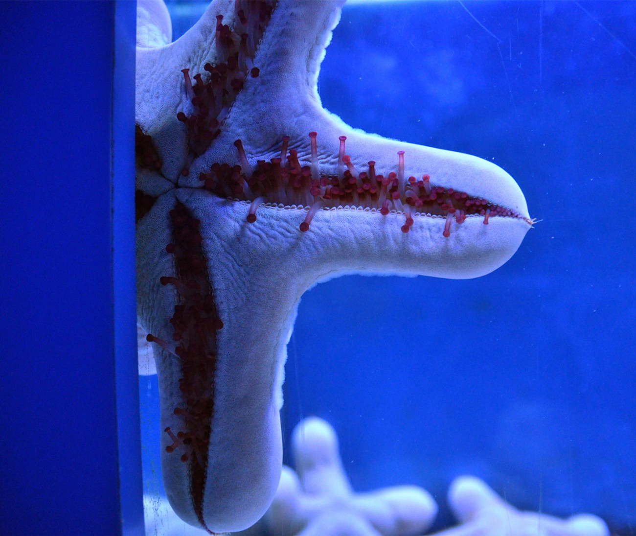 面包海星 (2).jpg