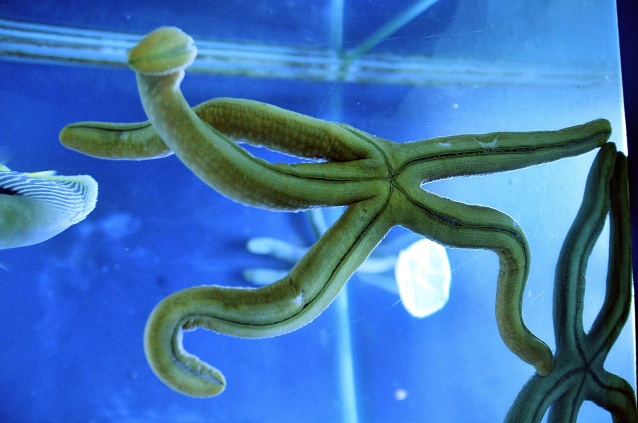 面条海星 (1).jpg